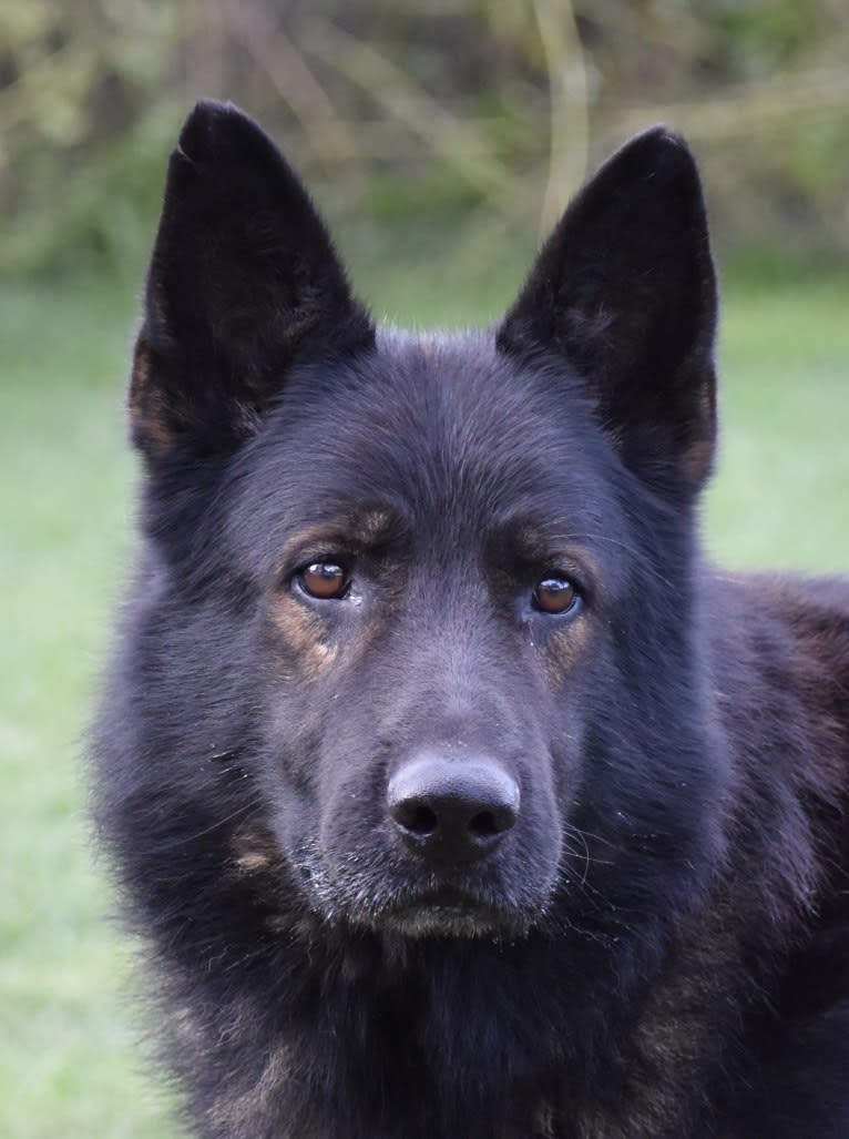 Paxx, a German Shepherd Dog tested with EmbarkVet.com