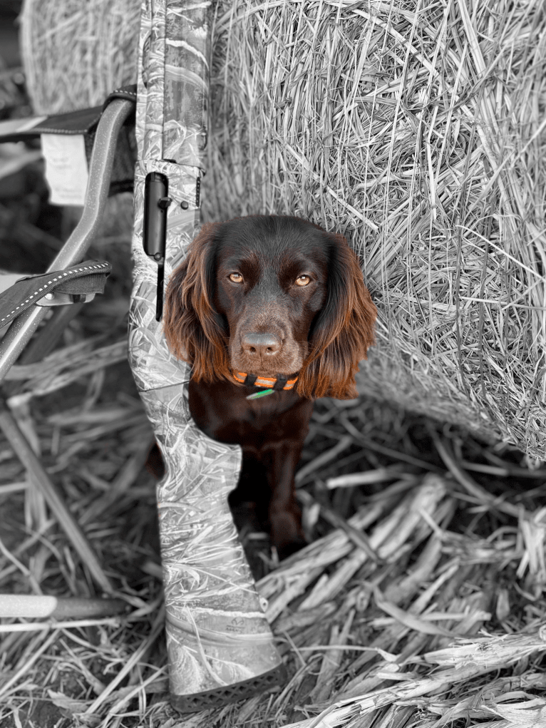 Fey, a Boykin Spaniel tested with EmbarkVet.com