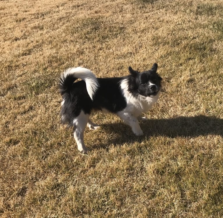 maru, a Japanese or Korean Village Dog tested with EmbarkVet.com