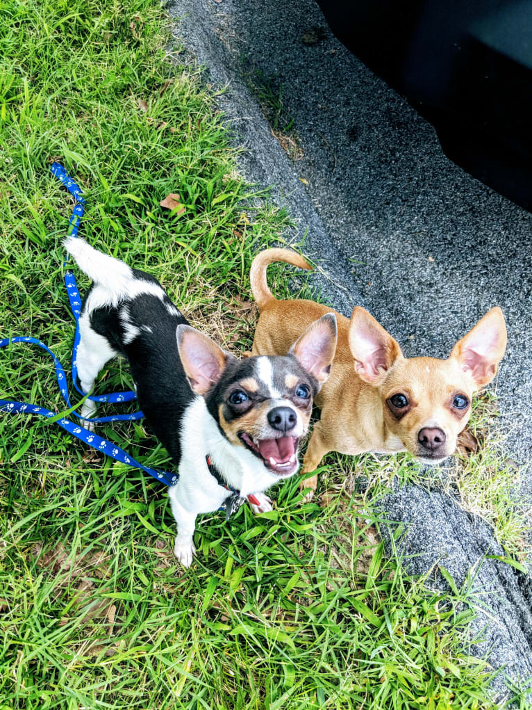 Sesshy, a Chihuahua tested with EmbarkVet.com