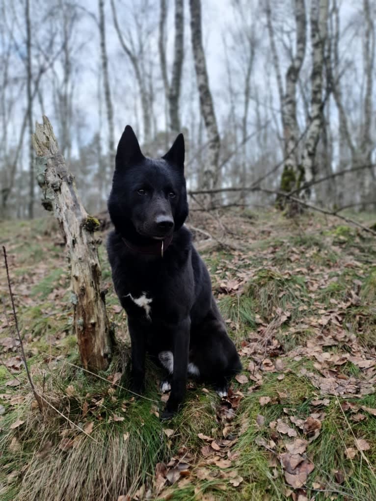 Moshae, a Canaan Dog tested with EmbarkVet.com