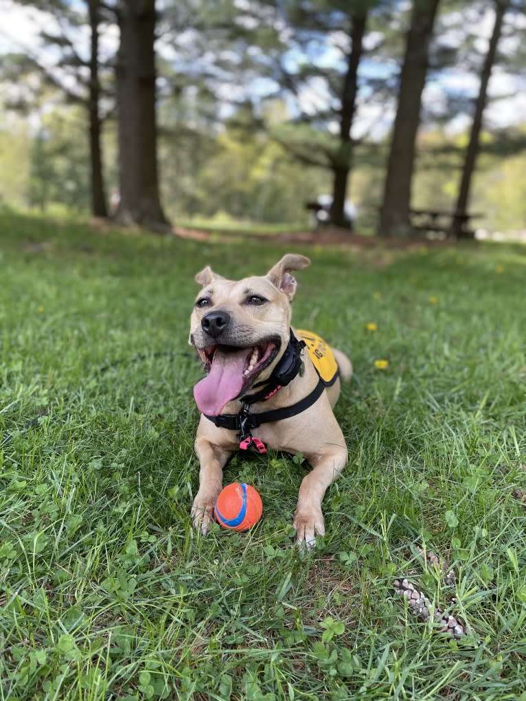 Winnie, an American Pit Bull Terrier tested with EmbarkVet.com