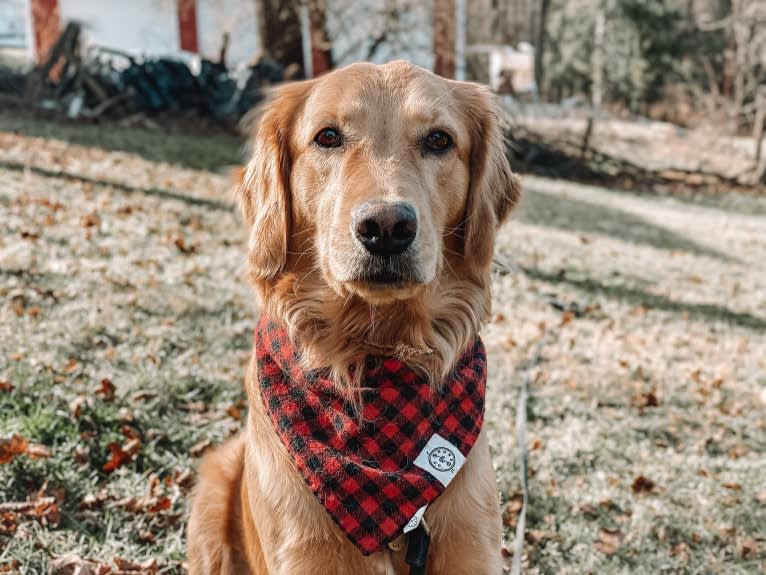 Marley, a Golden Retriever tested with EmbarkVet.com