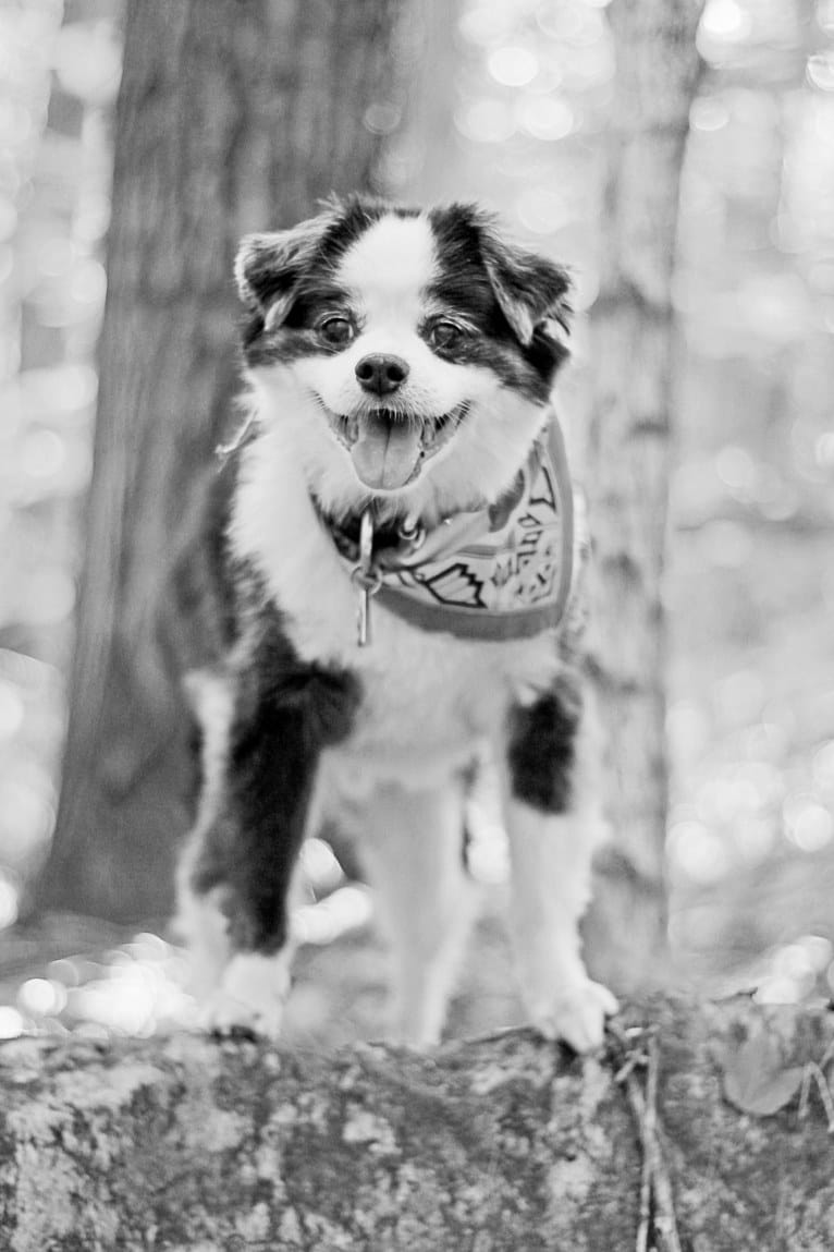 Bear, a Japanese Chin and Poodle (Small) mix tested with EmbarkVet.com