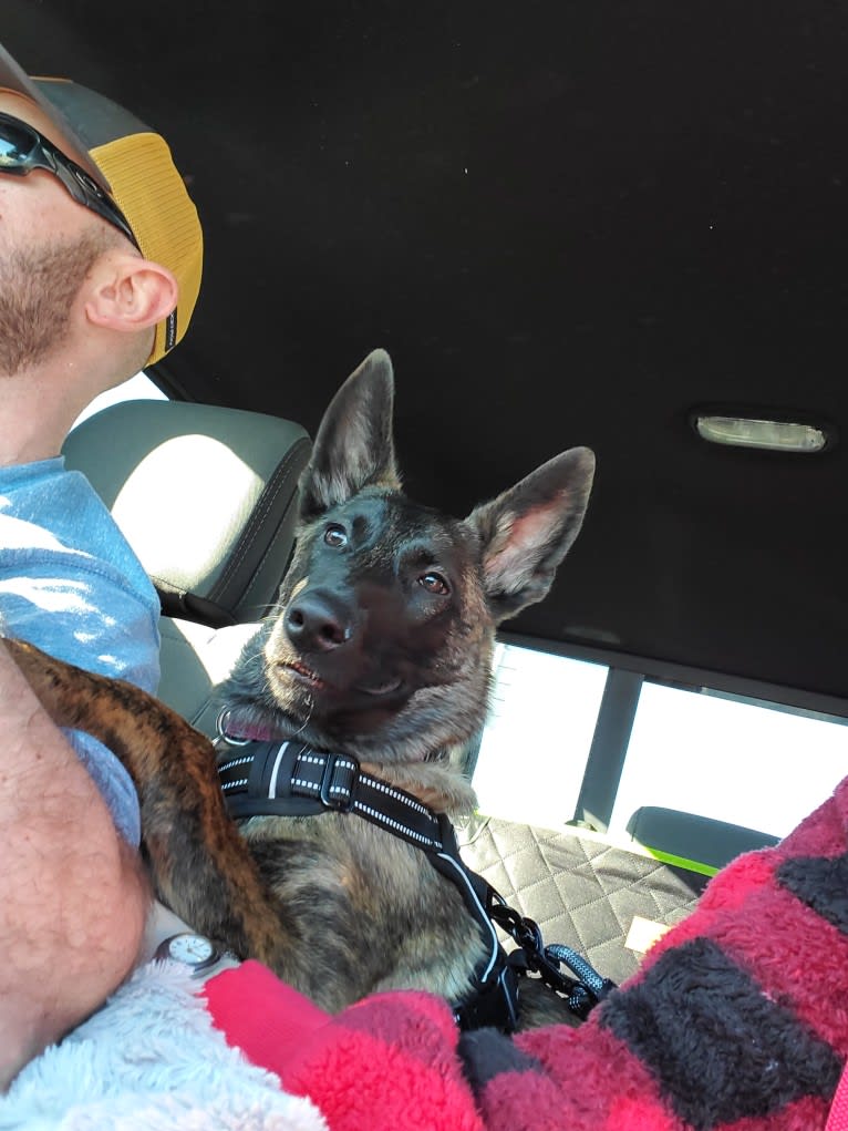 Ripley, a Dutch Shepherd tested with EmbarkVet.com