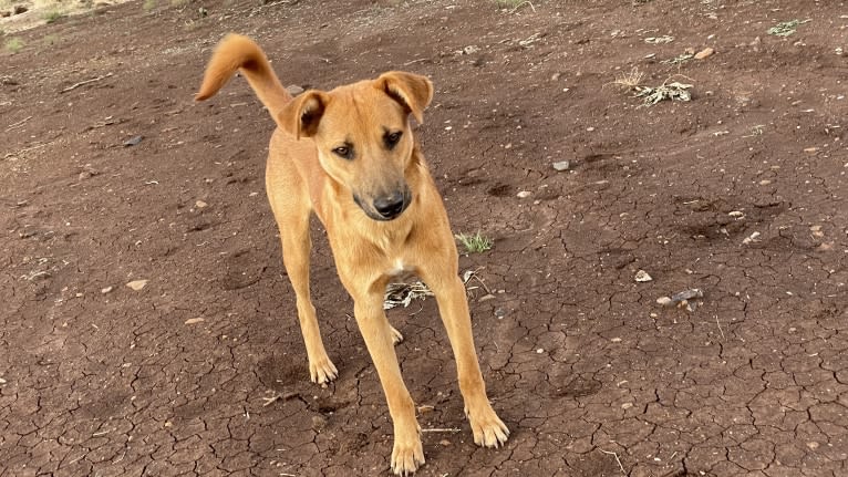 Rex, a Central and East African Village Dog tested with EmbarkVet.com