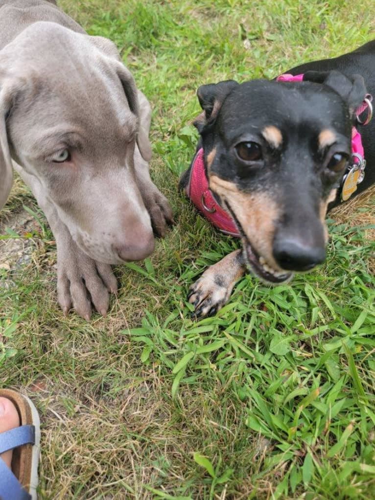 Apollo, a Weimaraner tested with EmbarkVet.com