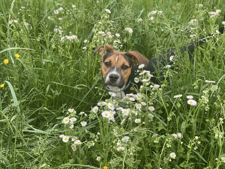 Duke Ferguson, an American Pit Bull Terrier and Australian Cattle Dog mix tested with EmbarkVet.com