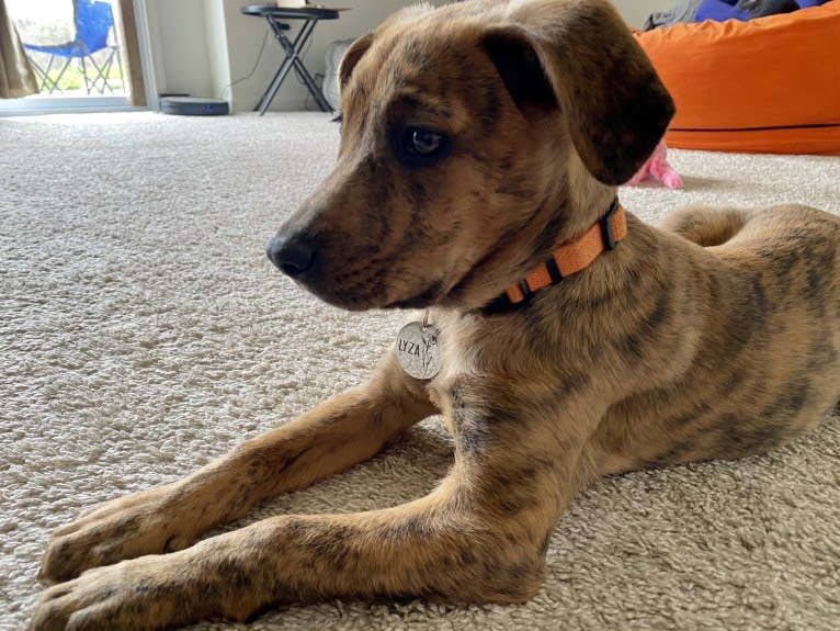 Lyza, a Catahoula Leopard Dog and American Pit Bull Terrier mix tested with EmbarkVet.com