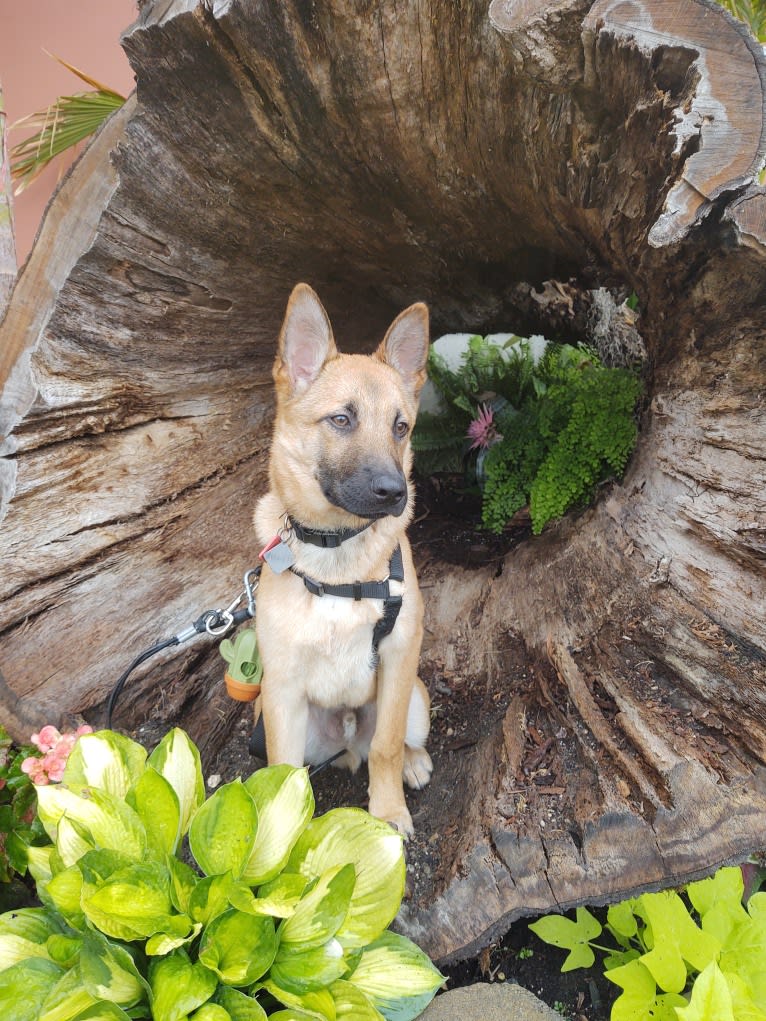 Everhett, a German Shepherd Dog and Australian Cattle Dog mix tested with EmbarkVet.com