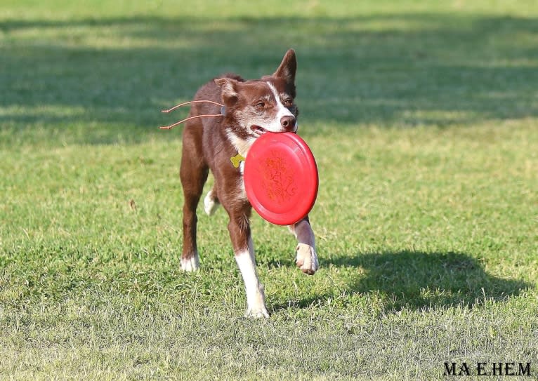 Leo, a Border Collie tested with EmbarkVet.com