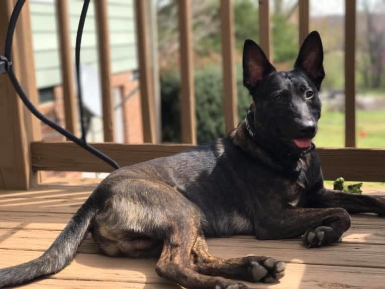 E'Bob, a Dutch Shepherd tested with EmbarkVet.com