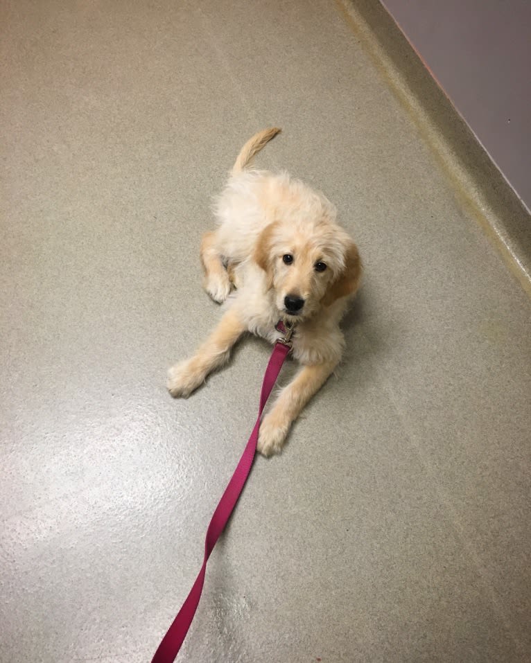 Sandy, a Goldendoodle tested with EmbarkVet.com