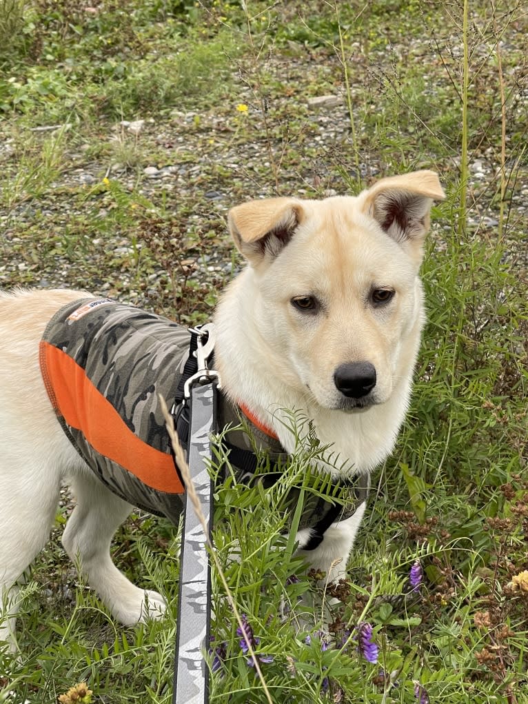 Nala, a Labrador Retriever and Chow Chow mix tested with EmbarkVet.com