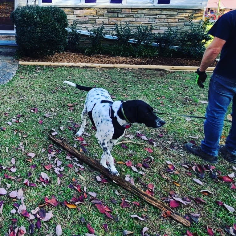 Millie, a Labrador Retriever and Great Pyrenees mix tested with EmbarkVet.com