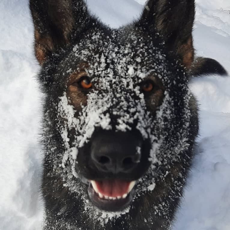 SARAH'S KINDNESS AND TENACITY, a German Shepherd Dog tested with EmbarkVet.com