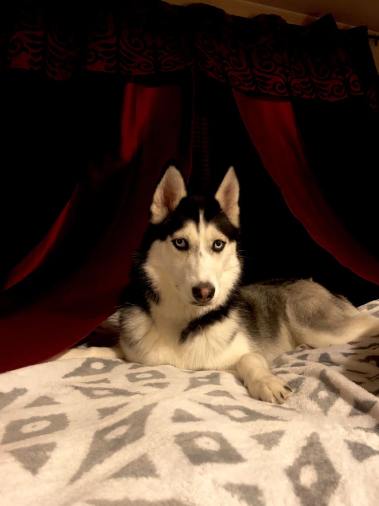 Nevada Rose McNab, a Siberian Husky and American Eskimo Dog mix tested with EmbarkVet.com