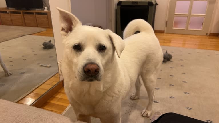 Cheese, a Chinese Village Dog tested with EmbarkVet.com