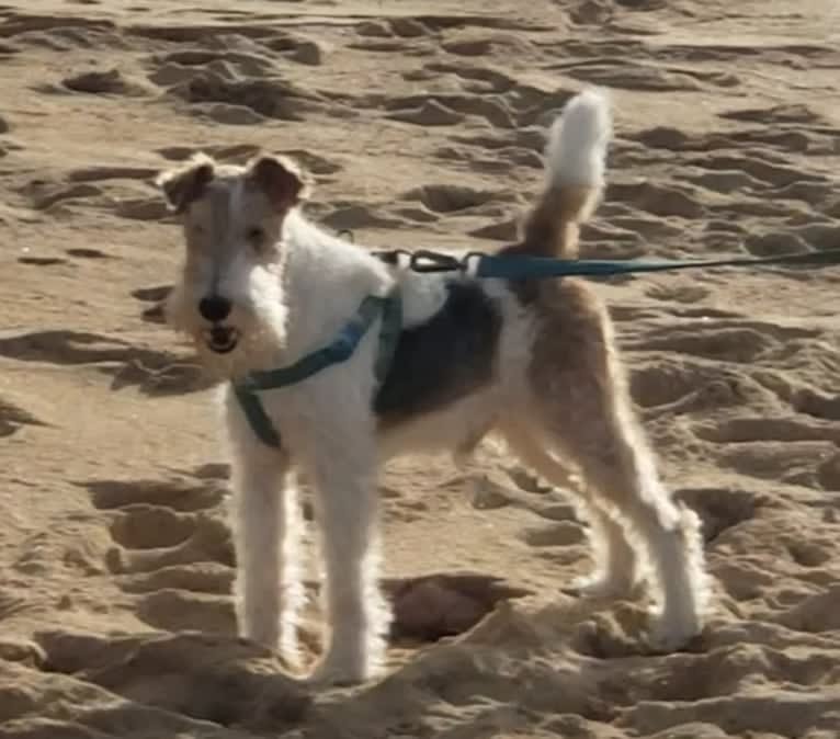 Paumalu Stretchy Stretch, a Wire Fox Terrier tested with EmbarkVet.com