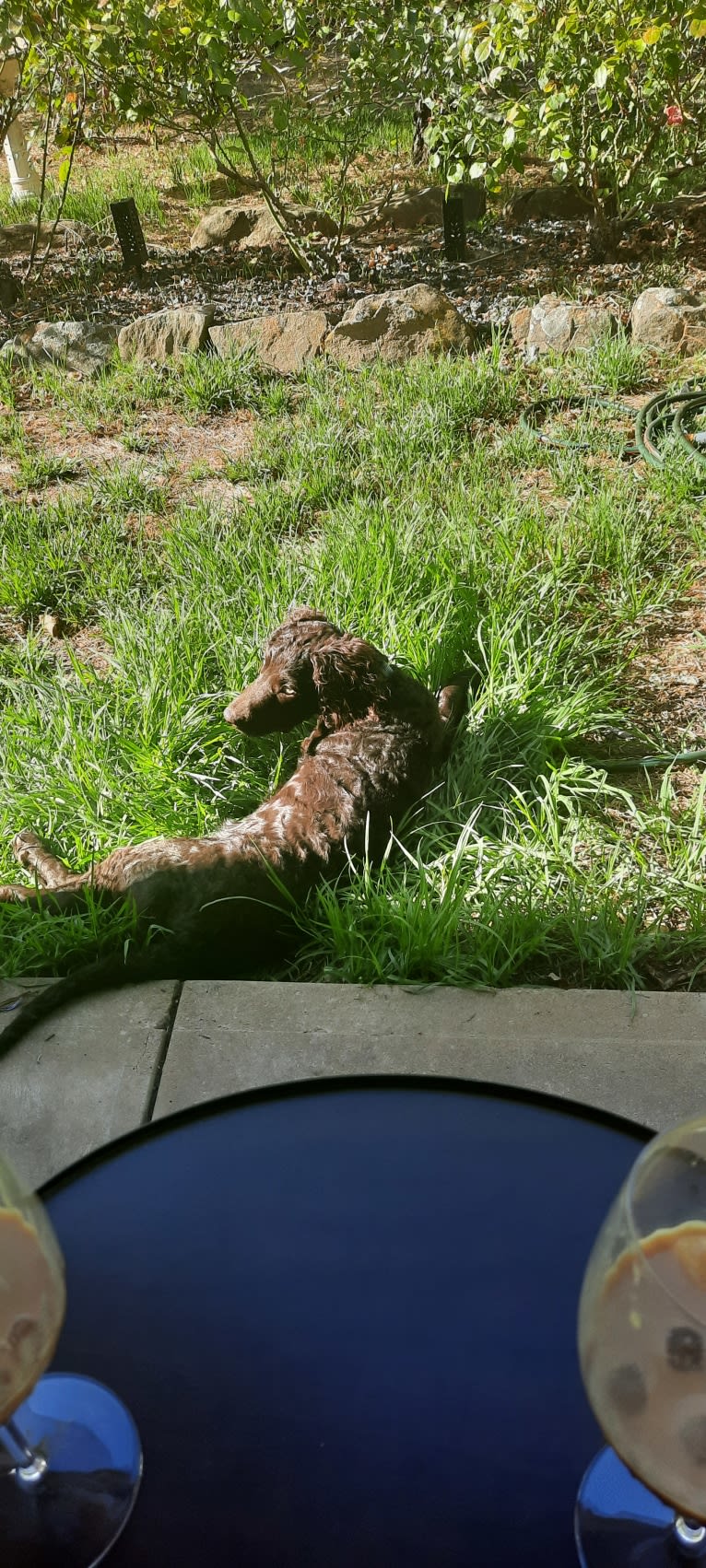 Watson, a Murray River Retriever tested with EmbarkVet.com