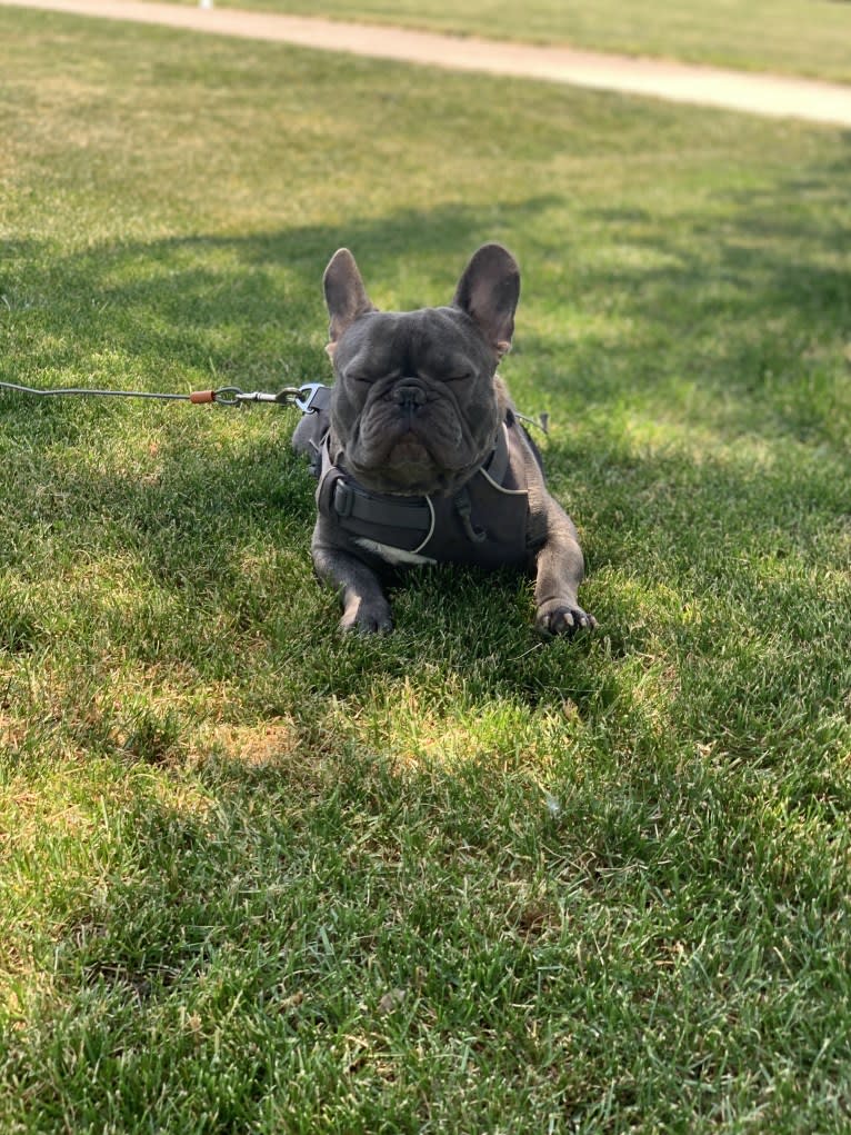 Nardo, a French Bulldog tested with EmbarkVet.com