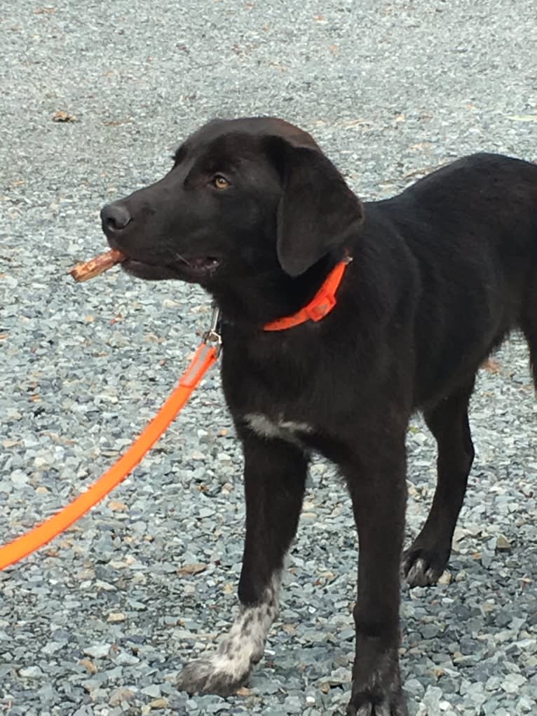 Guinness, a Labrador Retriever and Australian Cattle Dog mix tested with EmbarkVet.com