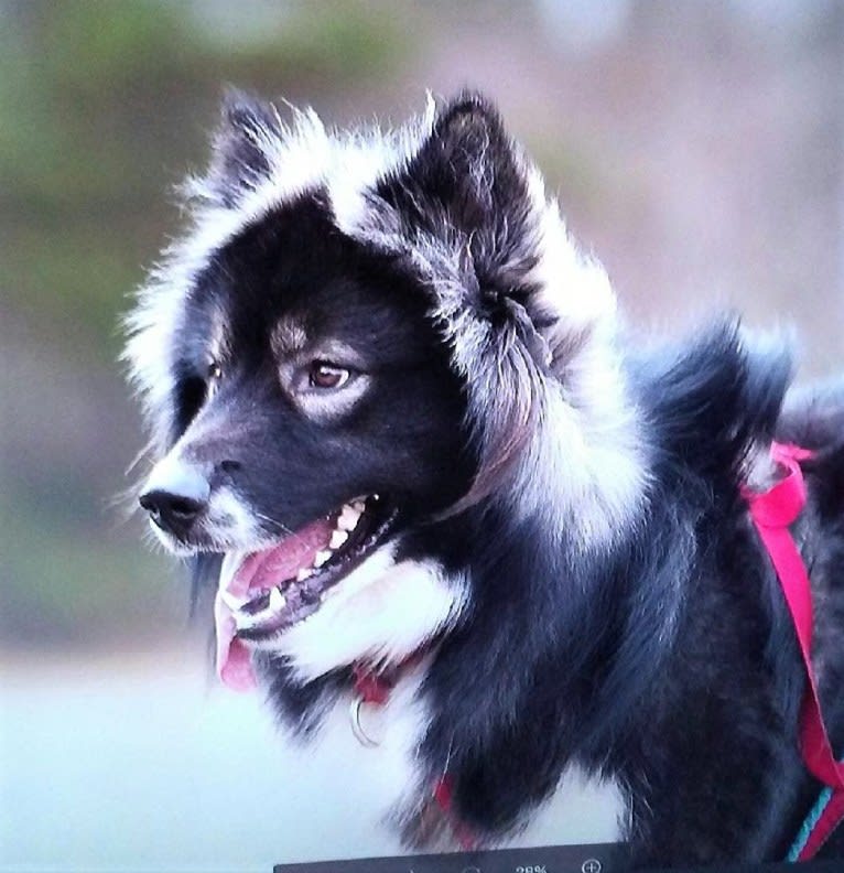 Randal, a Greenland Dog tested with EmbarkVet.com