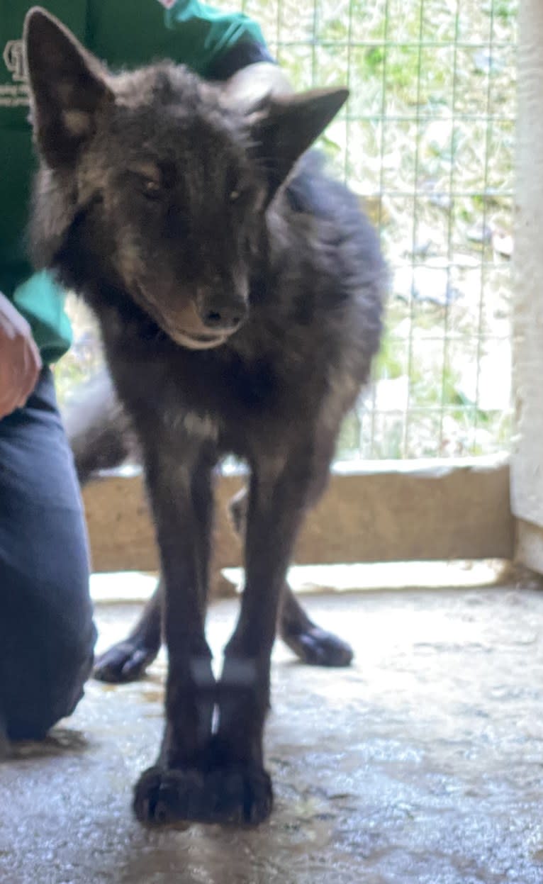 Kujo a dog tested with EmbarkVet.com