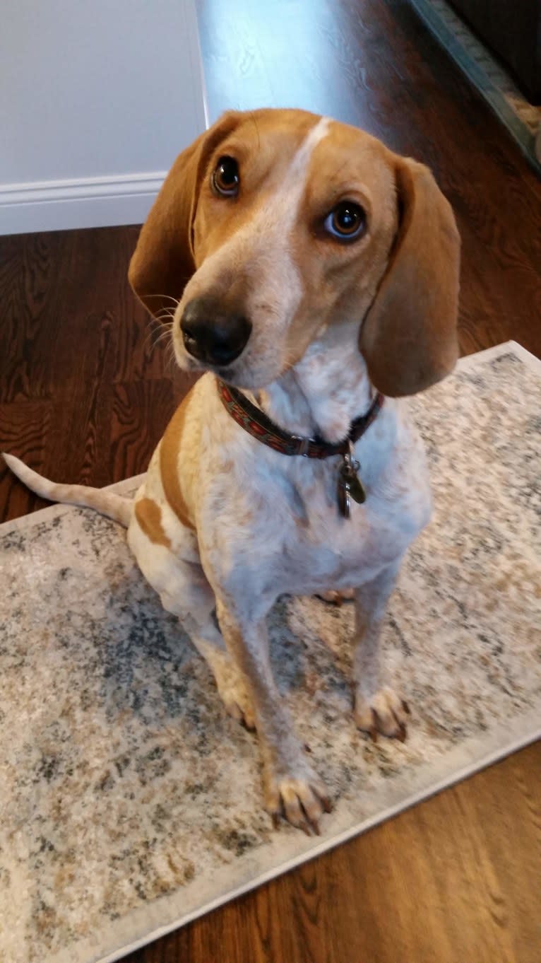 Jasper, an American English Coonhound tested with EmbarkVet.com