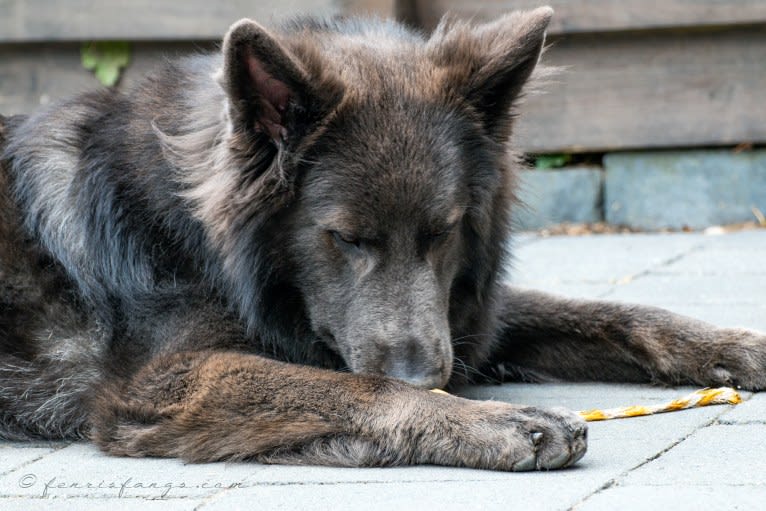 VERGIL, a German Shepherd Dog tested with EmbarkVet.com