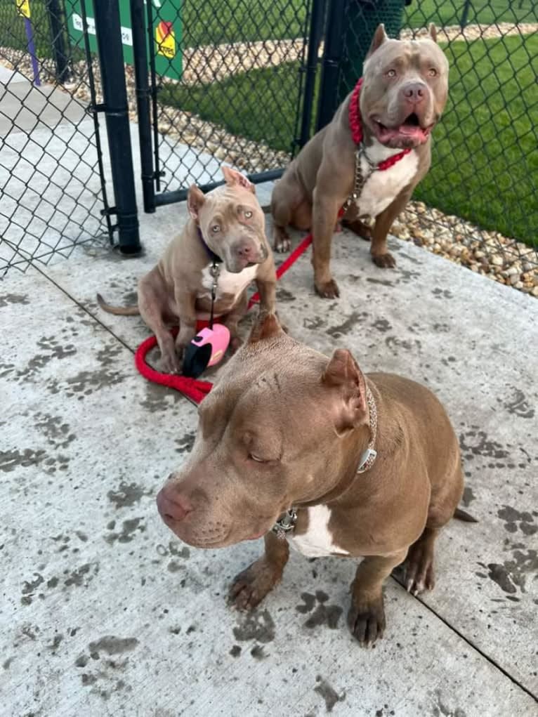Teally, an American Bully tested with EmbarkVet.com
