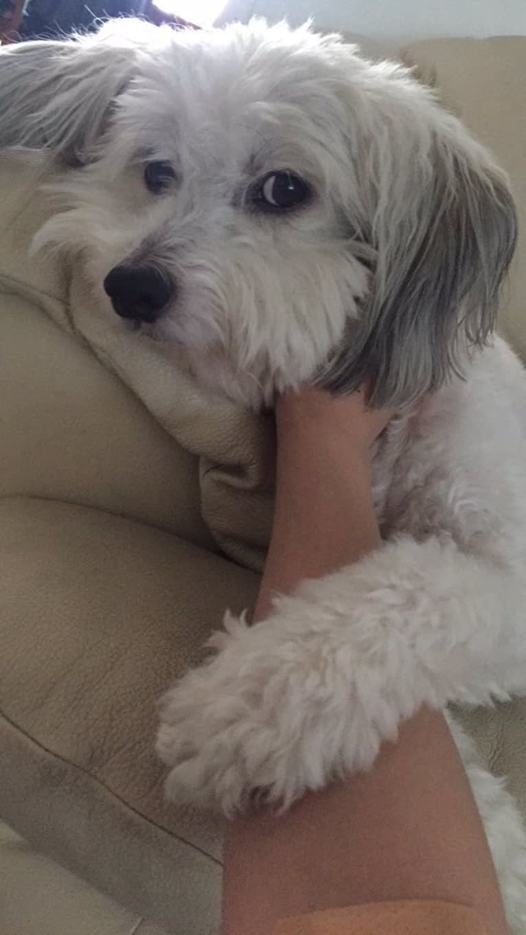 Jack, a Chinese Crested tested with EmbarkVet.com