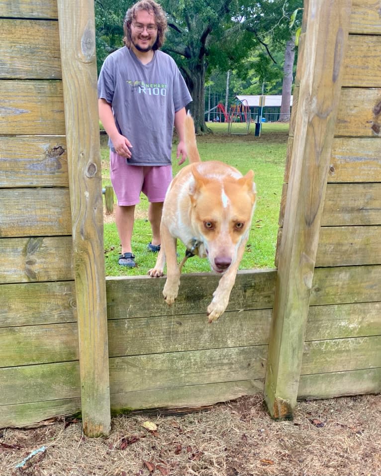 Lou, an Australian Cattle Dog and Australian Shepherd mix tested with EmbarkVet.com