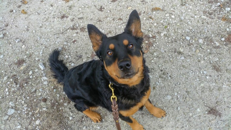 Astharoshe, an Australian Cattle Dog and Chow Chow mix tested with EmbarkVet.com