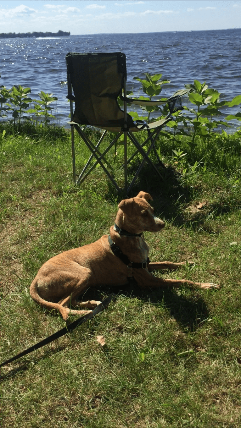 Dodger, a Mountain Cur tested with EmbarkVet.com