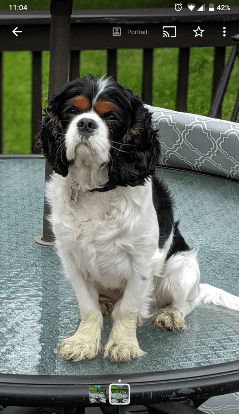 Ranger, a Cavalier King Charles Spaniel and English Toy Spaniel mix tested with EmbarkVet.com