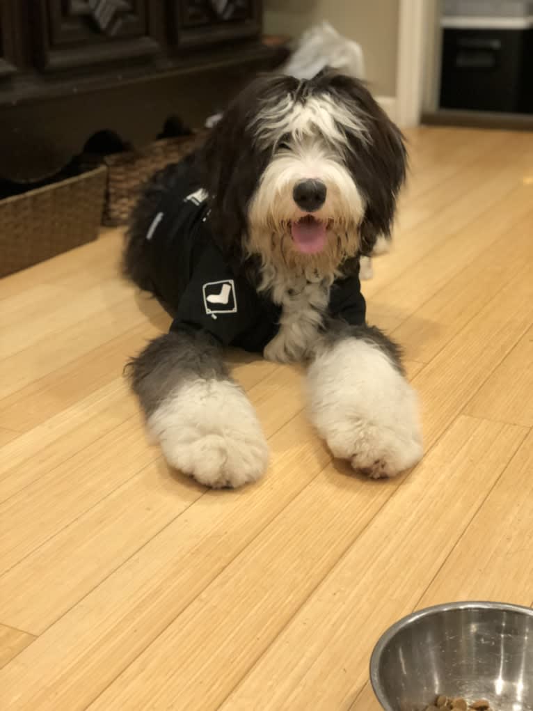 Cokie, a Bernese Mountain Dog and Old English Sheepdog mix tested with EmbarkVet.com