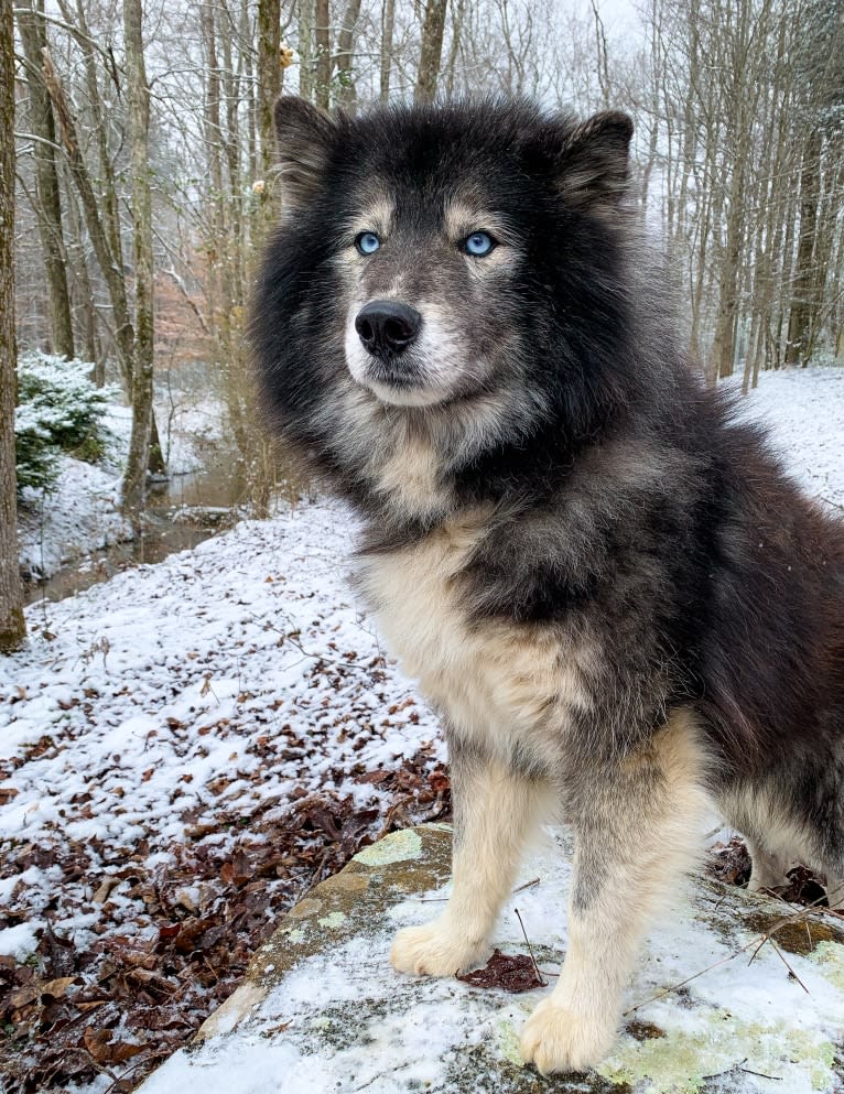 Zeke, a Siberian Husky tested with EmbarkVet.com