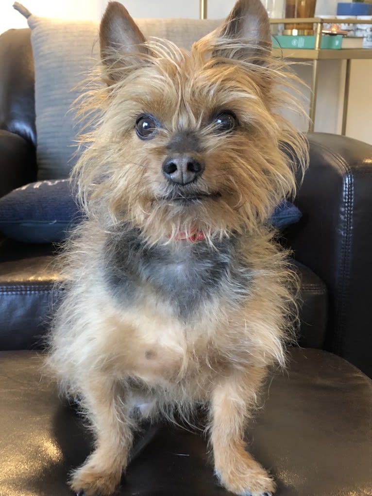 Archer, a Silky Terrier tested with EmbarkVet.com