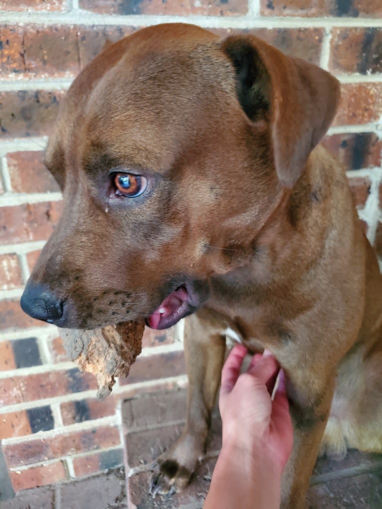 Vixen, an American Pit Bull Terrier and Chow Chow mix tested with EmbarkVet.com