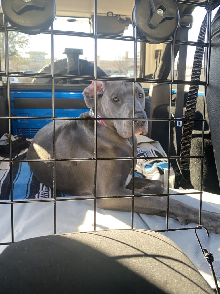 Photo of Finnegan, a Great Dane and American Pit Bull Terrier mix in Tyler, TX, USA