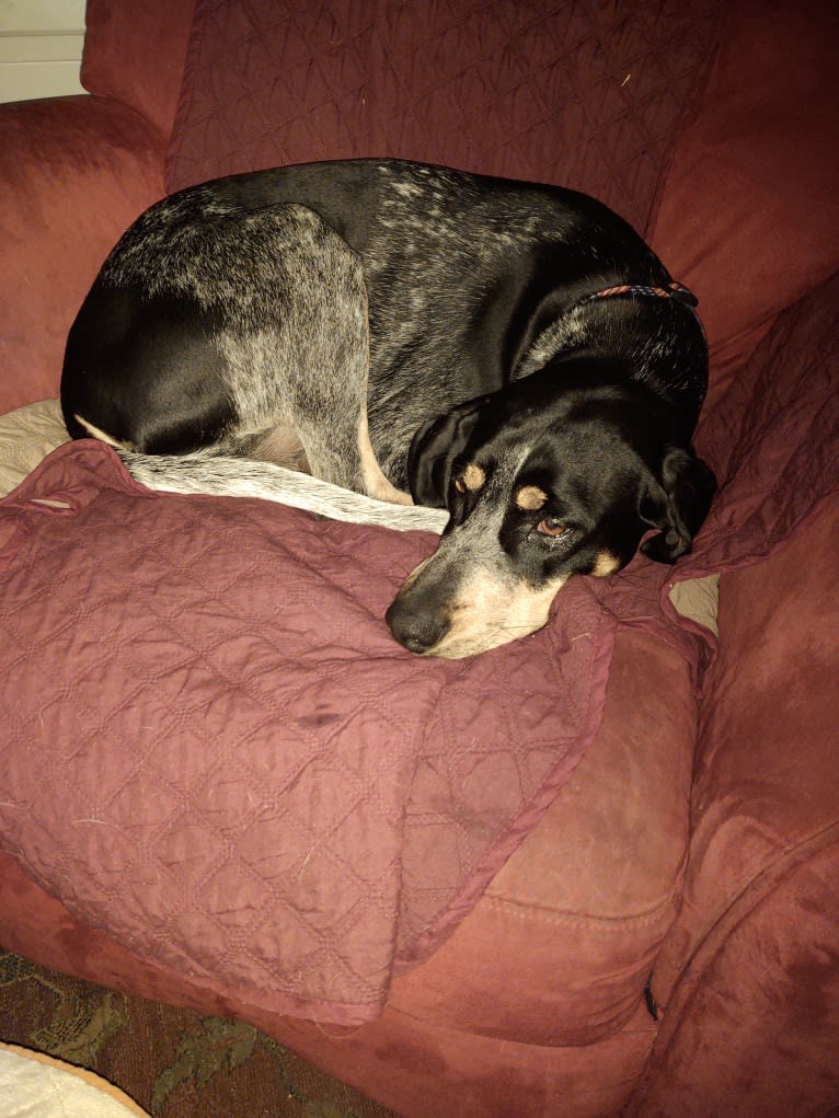 Callie, a Bluetick Coonhound tested with EmbarkVet.com