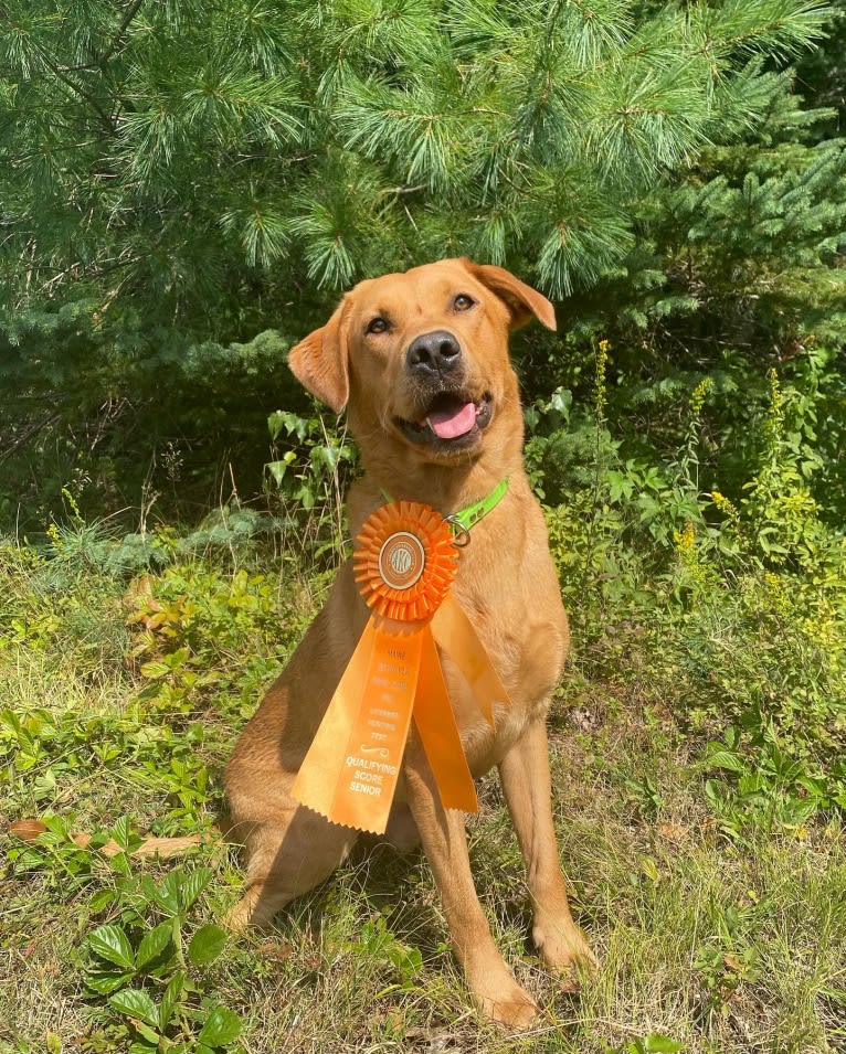 Murc, a Labrador Retriever tested with EmbarkVet.com