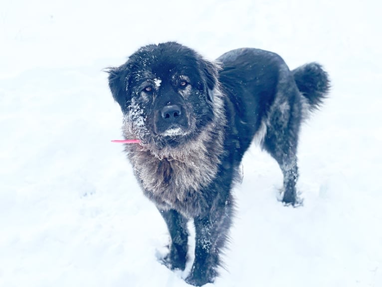 Nora, a Sarplaninac tested with EmbarkVet.com