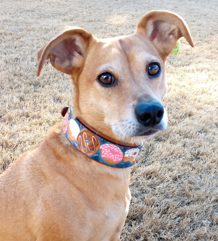 Bender, a Mountain Cur and Miniature Pinscher mix tested with EmbarkVet.com