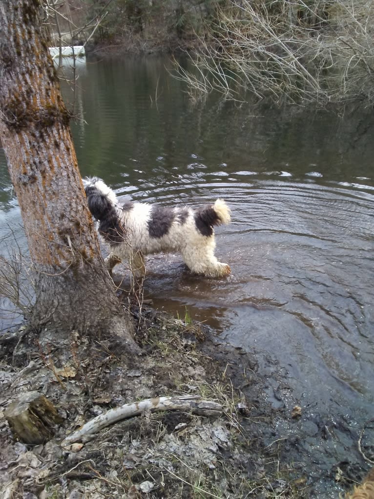 ENZO, a Poodle (Standard) tested with EmbarkVet.com