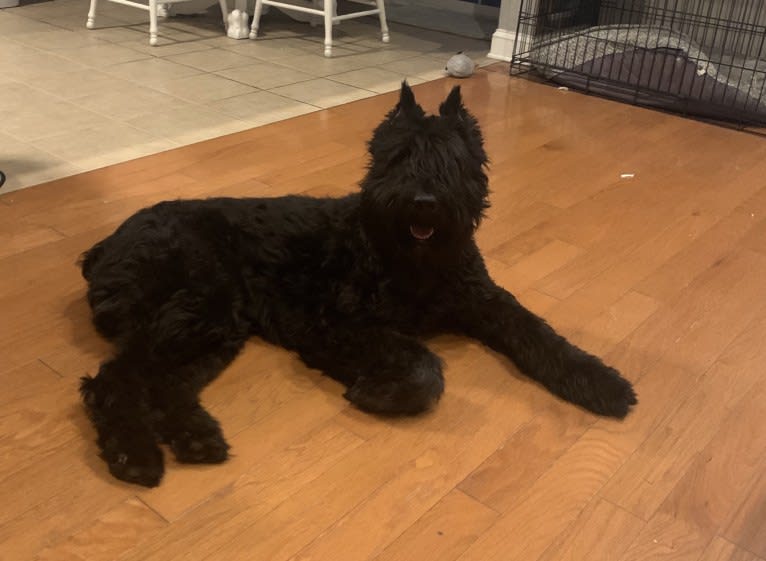 Bella, a Bouvier des Flandres tested with EmbarkVet.com
