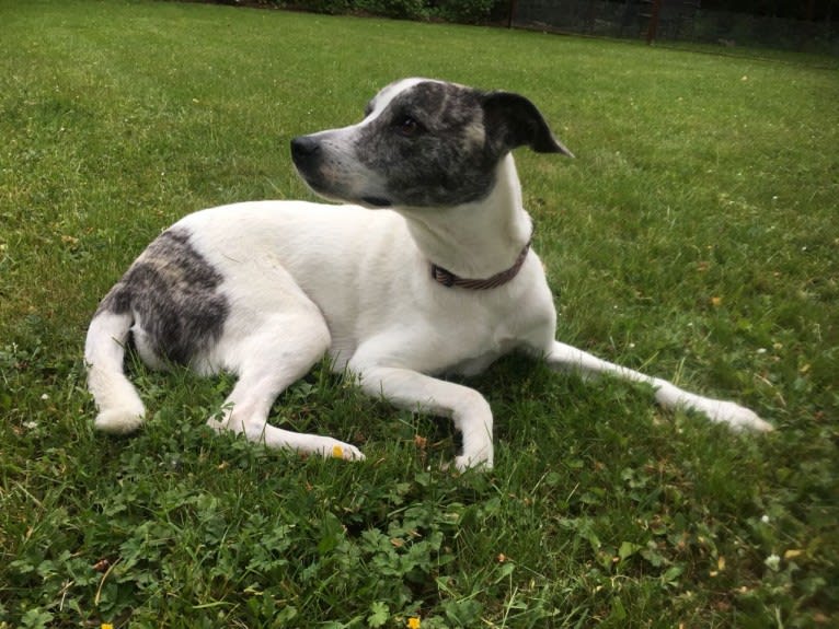 Daisy, an European Village Dog and American Pit Bull Terrier mix tested with EmbarkVet.com