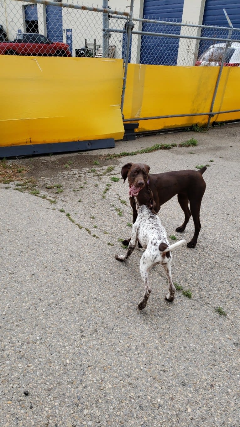 Roxie, a German Shorthaired Pointer tested with EmbarkVet.com