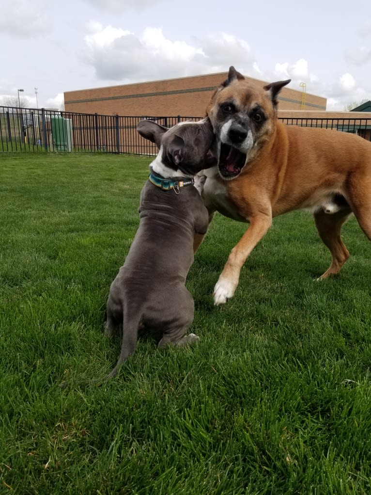 Vadar, a Boxer and Australian Shepherd mix tested with EmbarkVet.com